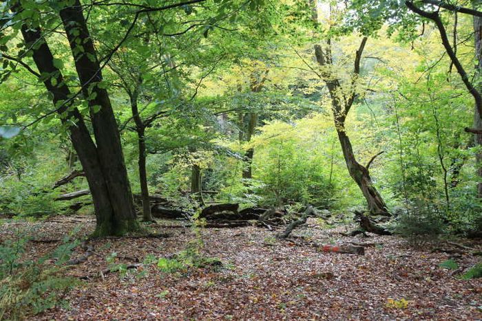 Urwald Sababurg