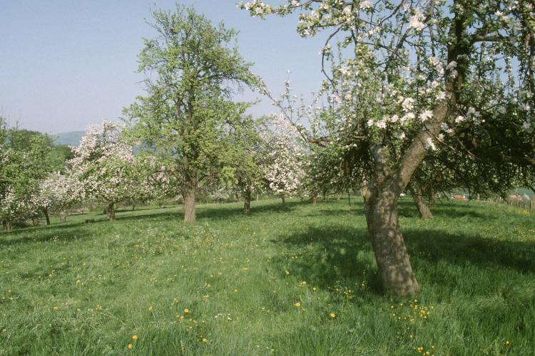 Blühende Streuobstwiese. 