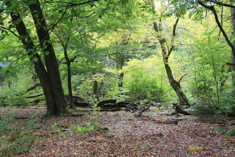 Urwald Sababurg